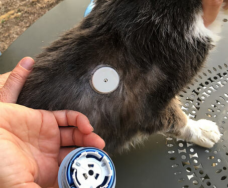 (FSL) capteur de glycémie en continu