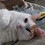 Aida_Fouet-Kaouach